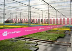 The Vitroflora ribbon leading the way to their FlowerTrials location.